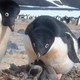 Image for article titled This is What Will Happen to Antarctica in 100 Years
